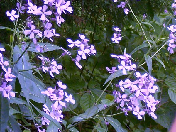 l_8c269aa6c2804a019f28febb7b47dfb0